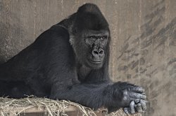 Gorilla deep in thought. Meme Template