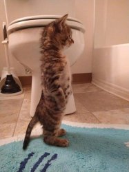 Standing Cat Meme Template