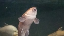 Curious Catfish Meme Template