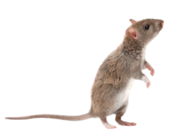 rat Meme Template