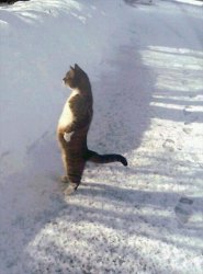 Cat standing in snow Meme Template