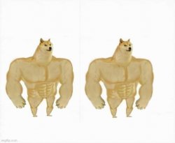 Buff Doge vs Buff Doge Meme Template