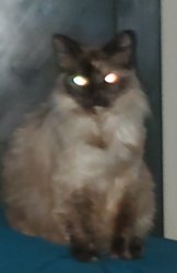 Cat Death Stare Meme Template