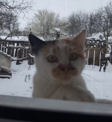 California cat at window Meme Template