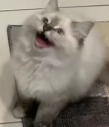 amazed cat Meme Template