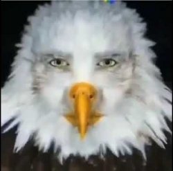 Staring Eagle Meme Template