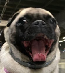 pug Meme Template