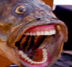 Fish with dentures screaming Meme Template