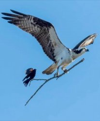 Soaring eagle with bird in tow Meme Template