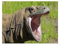 Monitor lizard Meme Template