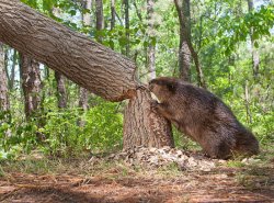 Beaver chewing wood Meme Template