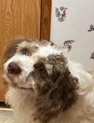 picture Meme Template