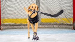 dog playing hockey Meme Template