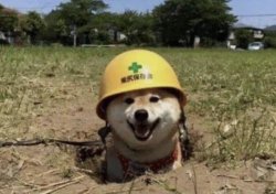 SAFETY DOGE Meme Template