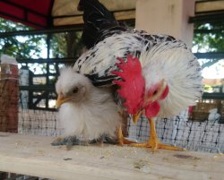 lorena Meme Template