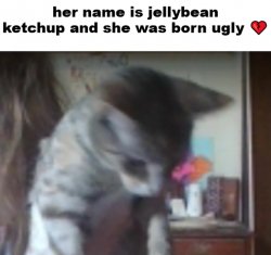 jellybean ketchup the cat Meme Template