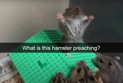What the hamster doing Meme Template