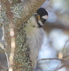 Hairy woodpecker #2 Meme Template