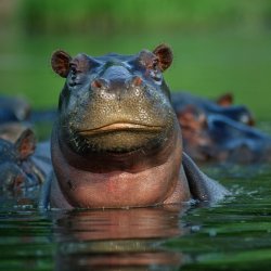 hippo Meme Template