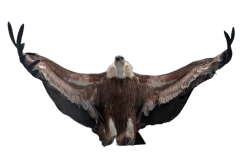 Griffon's Vulture Elmo Pose Meme Template