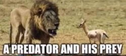 Predator/Prey Meme Template