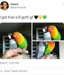 Kiwi's goth gf Meme Template