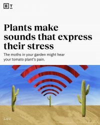 Plants make sounds that express that stress Meme Template