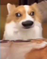 Funny dog Meme Template