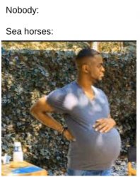 sea horses are weird Meme Template