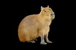 Capybara Meme Template