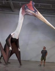 Quetzalcoatlus Meme Template