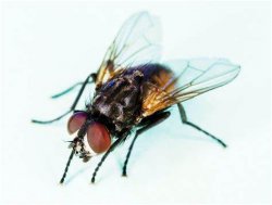 Fly Meme Template