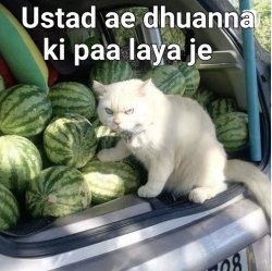 watermelon cat Meme Template