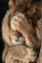 Disappointed Lion Meme Template