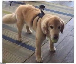 Camera dog Meme Template