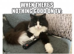 TV CAT Meme Template