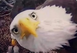 Accusing Eagle Meme Template