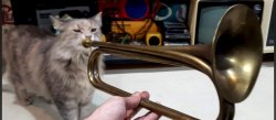 Cat playing Trumpet Meme Template