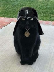 Dark Side Black Cat Meme Template