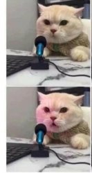 CAT AND MICROPHONE 2 PANEL Meme Template