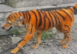 Tigres Meme Template
