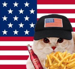 America cat Meme Template
