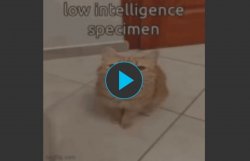 Low intelligence specimen Meme Template