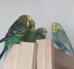 Email Budgie Meme Template