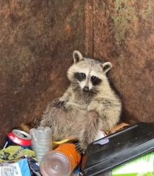 Raccoon in Trash Meme Template