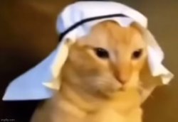 haram cat Meme Template