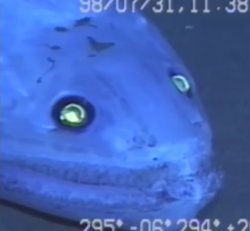 Deepsea lizardfish Meme Template