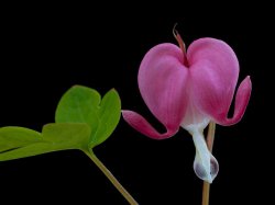 Bleeding heart. Macro photo, natural light against black. Meme Template