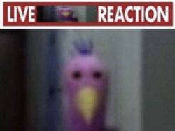Live opila bird reaction Meme Template