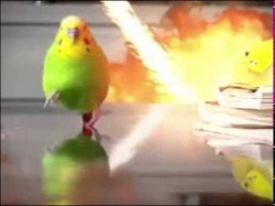 Budgie running Meme Template